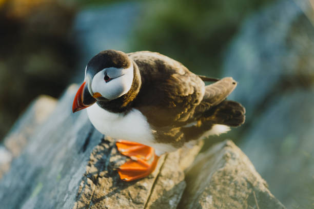 istock Atlantic Puffin on the Cliff during Sunset in Norway 1489124197