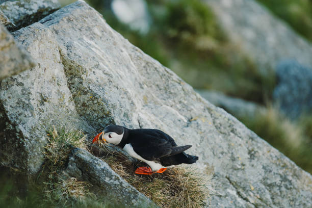 istock Atlantic Puffin on the Cliff during Sunset in Norway 1489124207