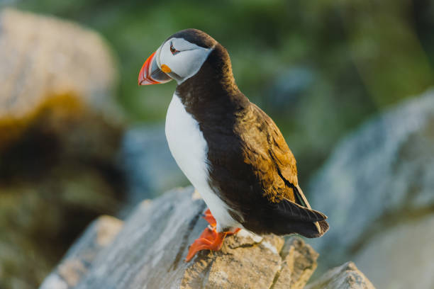 istock Atlantic Puffin on the Cliff during Sunset in Norway 1489124227