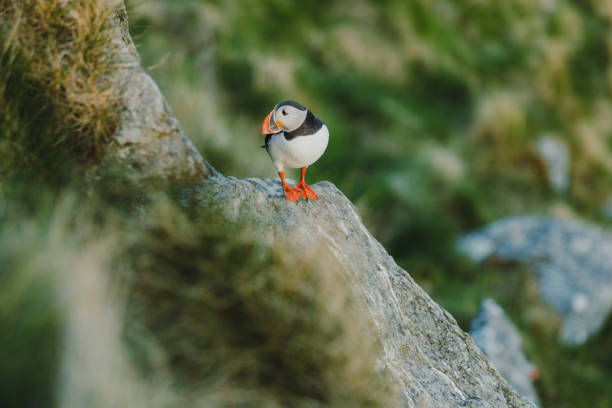 istock Atlantic Puffin on the Cliff during Sunset in Norway 1489124240