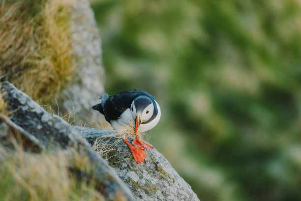 istock Atlantic Puffin on the Cliff during Sunset in Norway 1489124245