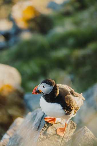 Scenic portrait of Puffin bird on the green grass cliff of the wildlife natural reserve of Runde island in Western Norway, Scandinavia
