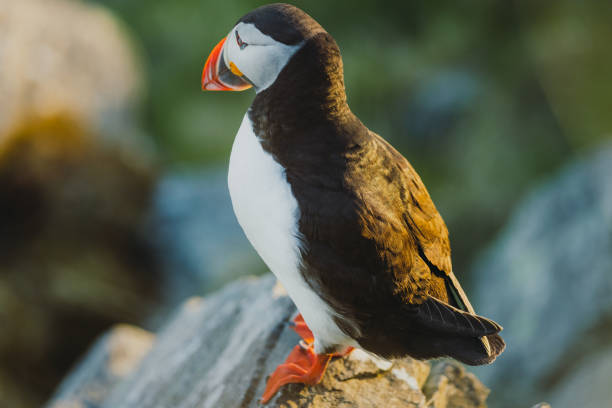 istock Atlantic Puffin on the Cliff during Sunset in Norway 1489124261