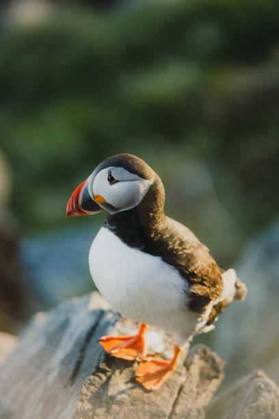 istock Atlantic Puffin on the Cliff during Sunset in Norway 1489124268