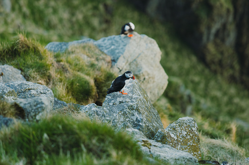 Scenic view of Puffins birds on the green grass cliff of the wildlife natural reserve of Runde island in Western Norway, Scandinavia