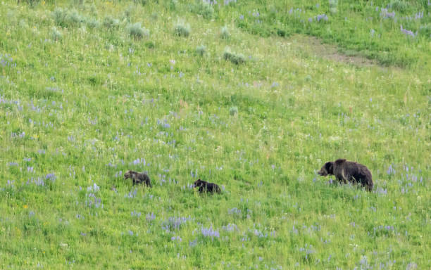 母親のグリズリーはルピナス畑で2匹の子を飼っています - montana mountain lupine meadow ストックフォトと画像