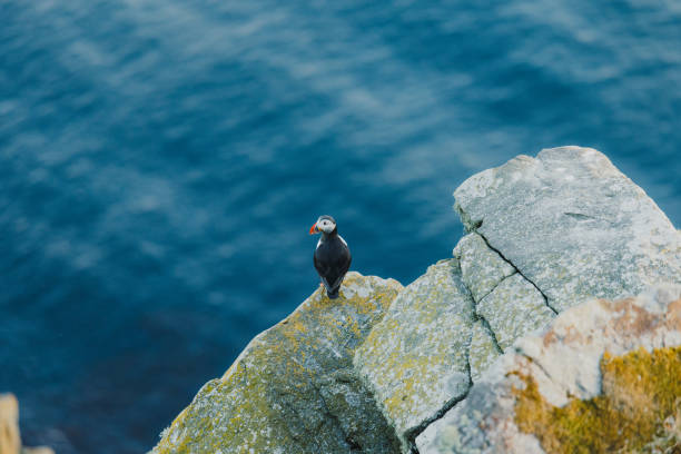 istock Atlantic Puffin on the Cliff with Sea Background in Norway 1489124321