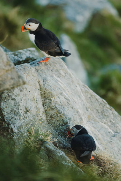 istock Atlantic Puffin on the Cliff during Sunset in Norway 1489124328