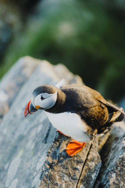 istock Atlantic Puffin on the Cliff during Sunset in Norway 1489124330