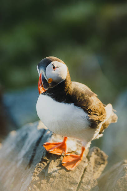 istock Atlantic Puffin on the Cliff during Sunset in Norway 1489124342