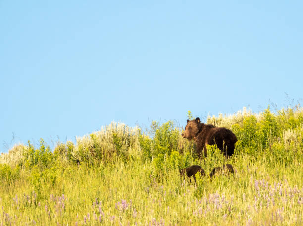 母グリズリーは彼女の下でカブスが放牧されているのを見上げます - montana mountain lupine meadow ストックフォトと画像