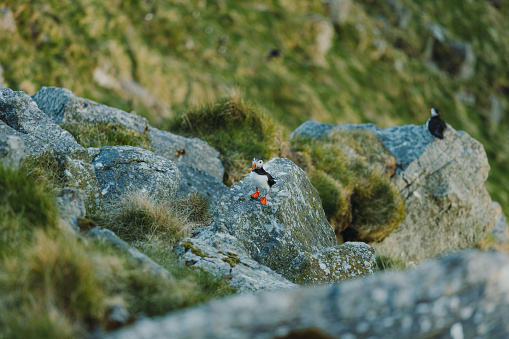 Scenic portrait of Puffin bird on the green grass cliff of the wildlife natural reserve of Runde island in Western Norway, Scandinavia