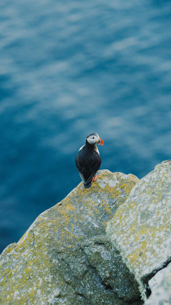 istock Atlantic Puffin on the Cliff with Sea Background in Norway 1489124377