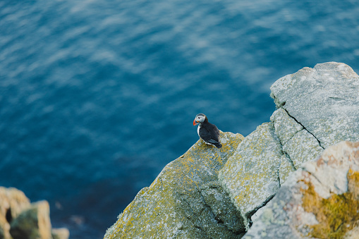 Scenic view of Puffin bird on the cliff of the wildlife natural reserve of Runde island in Western Norway, Scandinavia