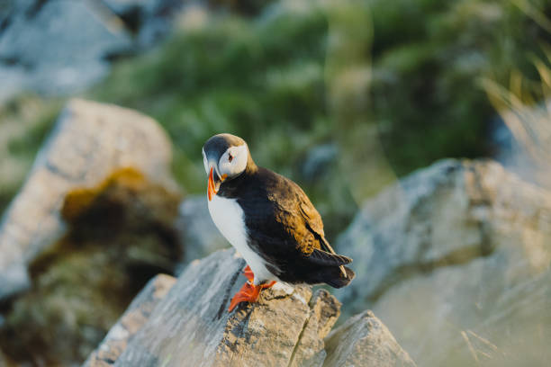 istock Atlantic Puffin on the Cliff during Sunset in Norway 1489124389