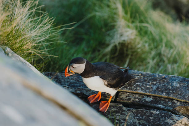 istock Atlantic Puffin on the Cliff during Sunset in Norway 1489124398