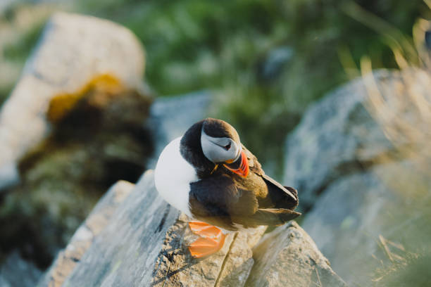 istock Atlantic Puffin on the Cliff during Sunset in Norway 1489124404