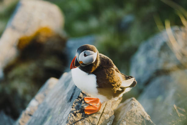 istock Atlantic Puffin on the Cliff during Sunset in Norway 1489124406