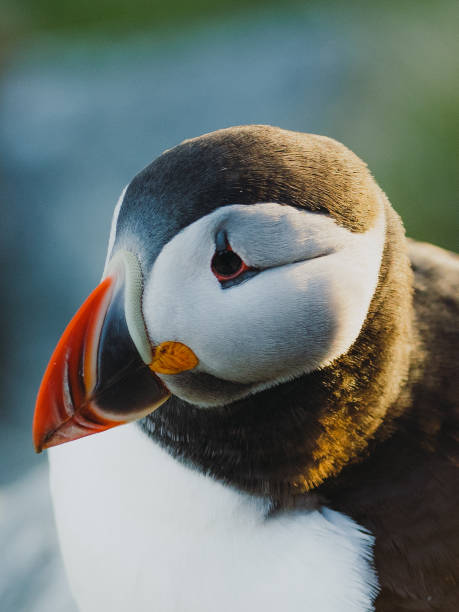 Atlantic Puffin on the Cliff during Sunset in Norway