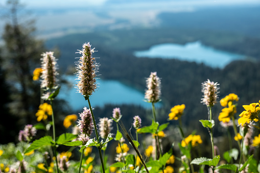 Peeking at Bear and Taggart Lakes through Wildflowers in Grand Teton National Park