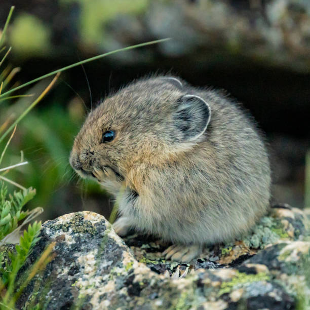 istock Pika Looking Like it is Pondering A Thought With Paw On Chin 1489125889