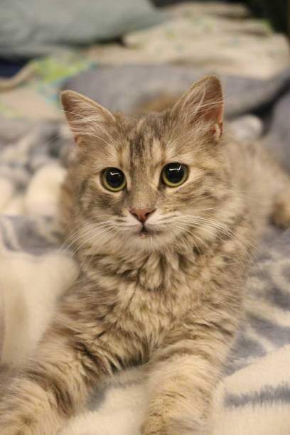 istock A cat laying on a blanket of a bed 1489126130
