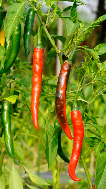 istock Chili peppers in the garden 1489126517