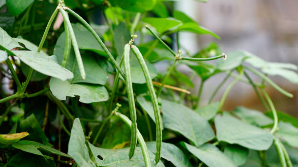 istock Vigna unguiculata subsp. unguiculata 1489126693