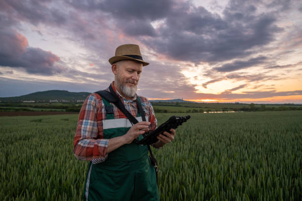 istock Farmer in a wheat field at sunset. 1489126728