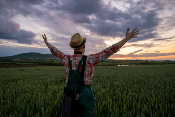 istock Farmer in a wheat field at sunset. 1489126739