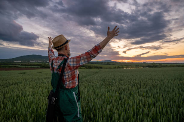 istock Farmer in a wheat field at sunset. 1489126745