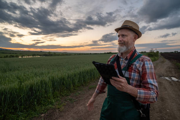 istock Farmer in a wheat field at sunset. 1489126757