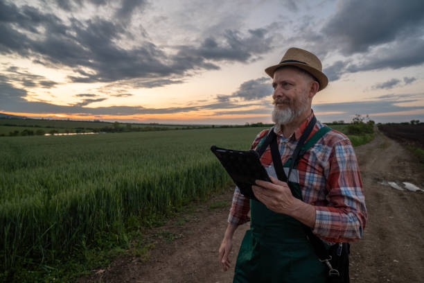 Farmer in a wheat field at sunset.