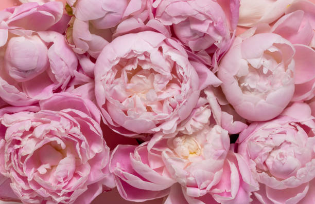 Summer blossoming delicate peony blooming flowers festive background