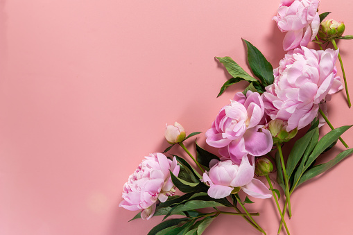 Frame wreath of pink peony flowers with copy space for text on pink background. Flat lay, top view.