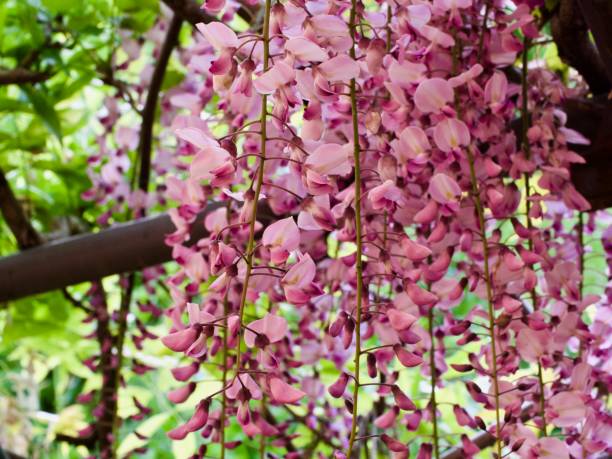 istock Pink wisteria in bloom 1489131600