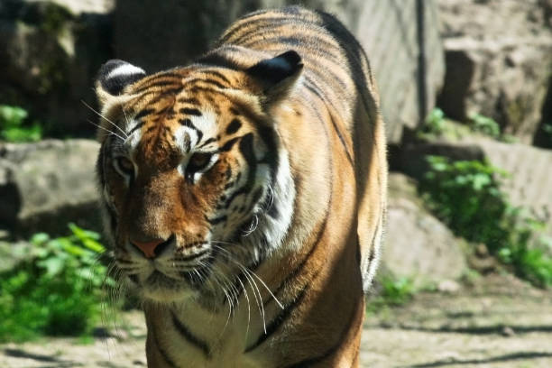 istock Bengal tiger in the zoo 1489131759