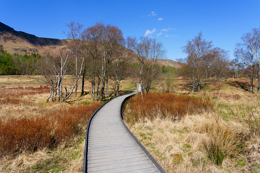 A winding boardwalk across the marshes and moorland surrounding Derwent Water passes between bare Silver Birch trees.