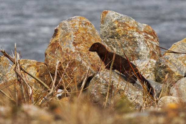 istock American mink (Neogale vison) running on the rocks in spring. 1489134390