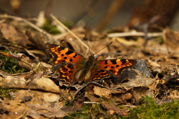 istock The comma (Polygonia c-album) butterfly resting on the ground in spring. 1489134405