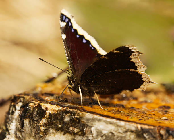 istock Mourning cloak (Nymphalis antiopa) butterfly feeding on the birch sap in spring 1489134416