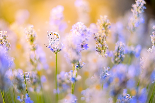 butterfly pollinates a lavender flower in a lavender field In the evening