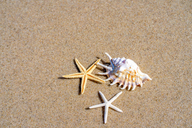 istock Summer beach or sea concept. 1489135407