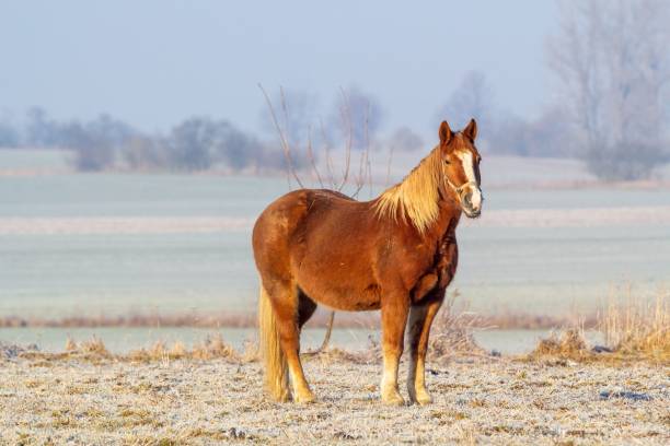 istock Brown horse in a meadow. 1489136169