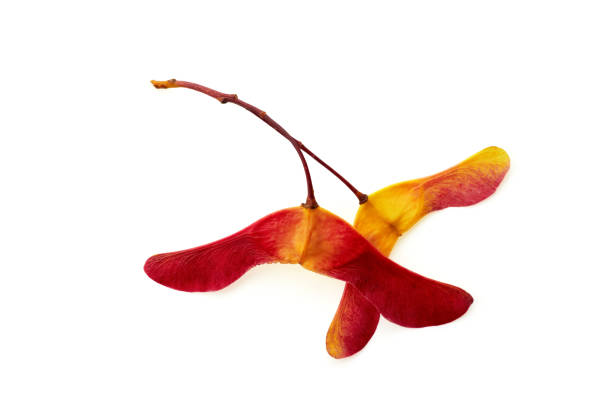 Two red-yellow pods of maple seeds isolated on a white background. Top view with copy space
