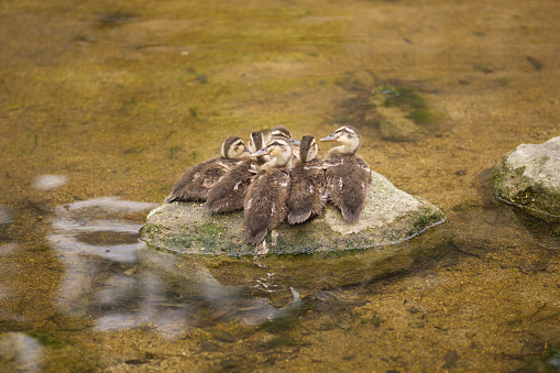 Ducklings resting.