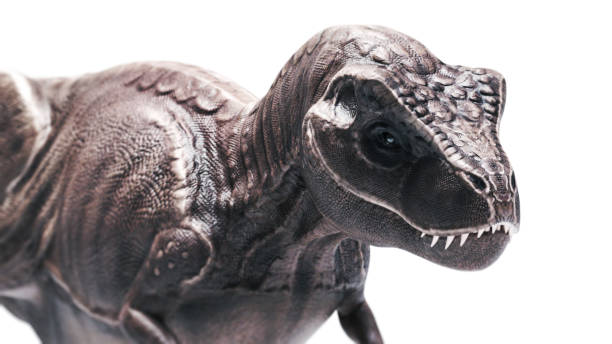 istock T rex  walking close view on white color background 1489140850
