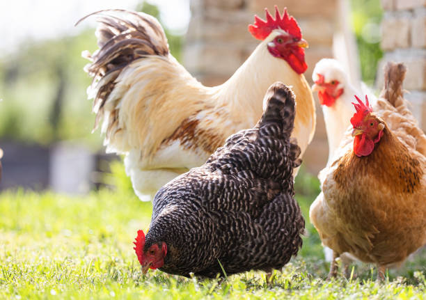 istock Chicken and white rooster standing on a green grass. 1489141998