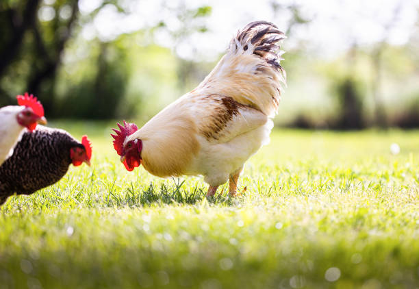 istock Chicken and white rooster standing on a green grass. 1489142015