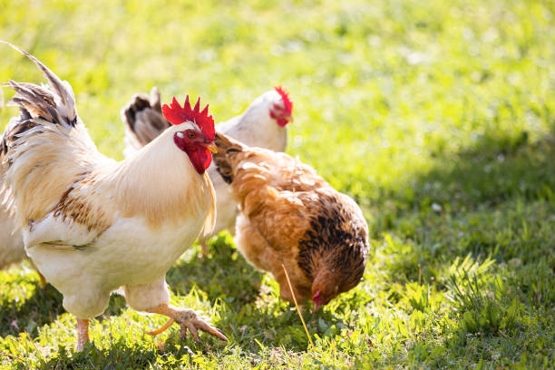 istock Chicken and white rooster standing on a green grass. 1489142062